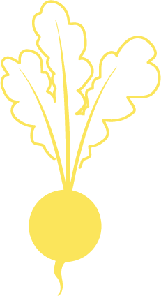 Illustrated yellow beet