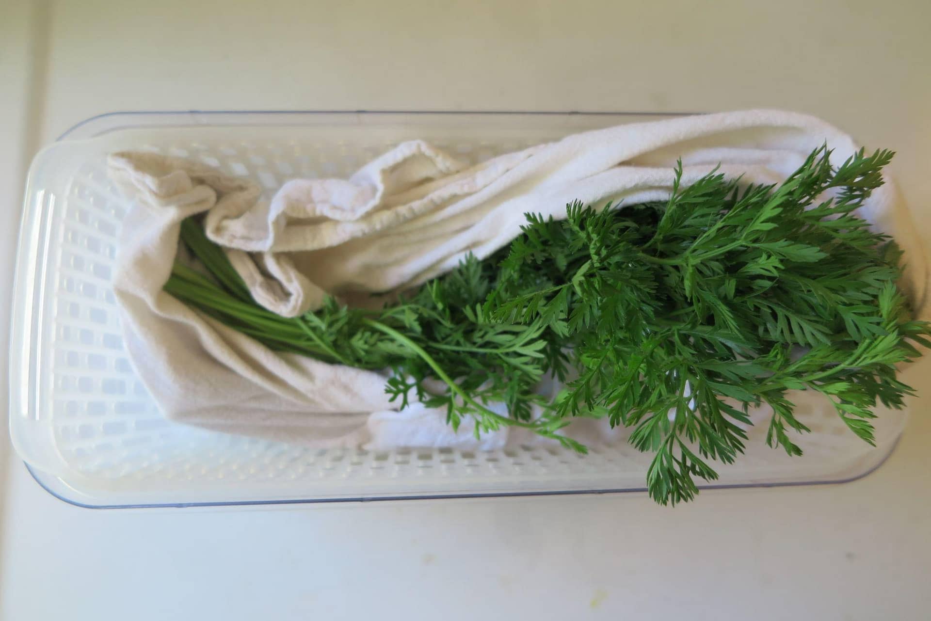 Carrot tops wrapped in a flour sack towel in a storage container