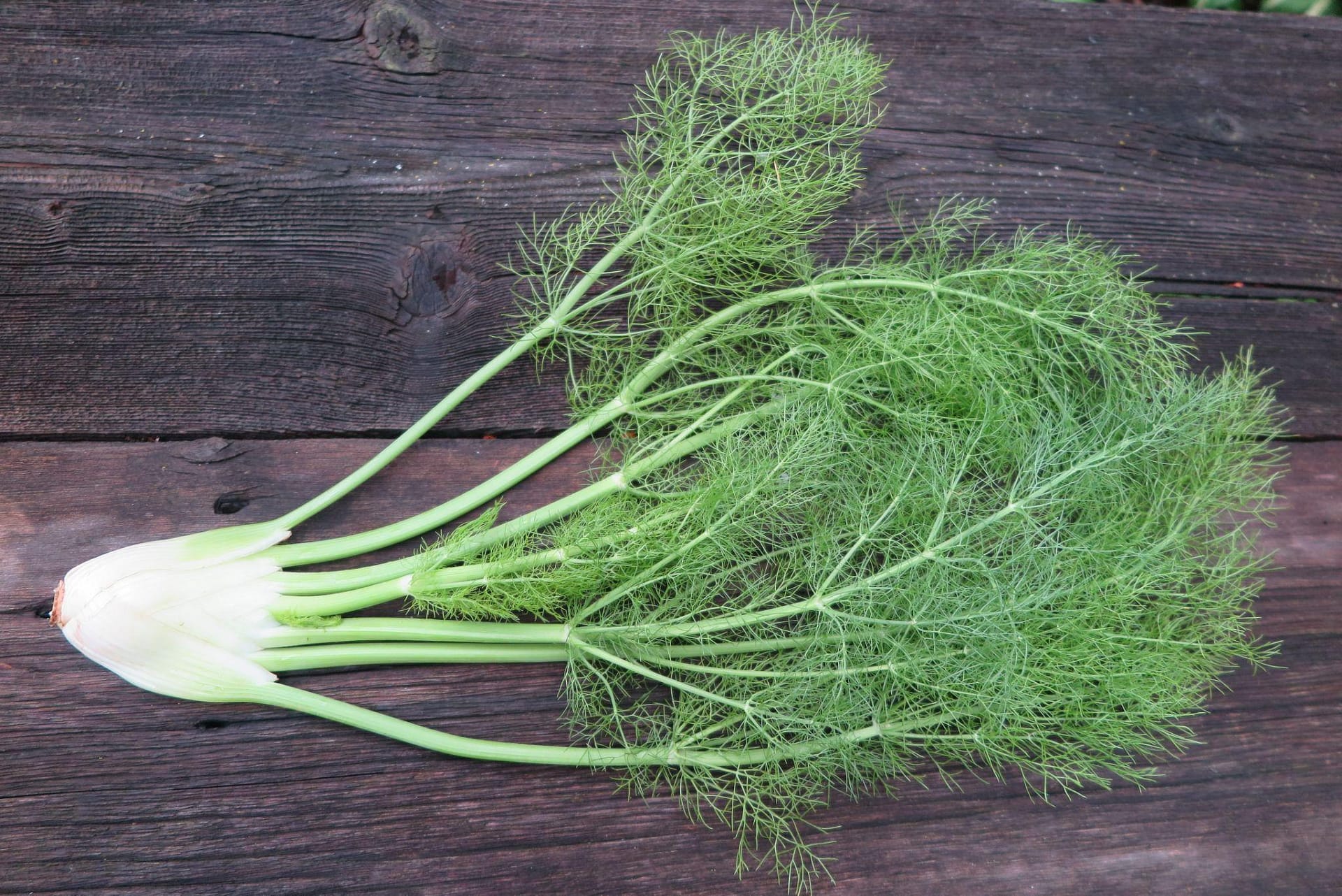 Raw fennel plant on wood background