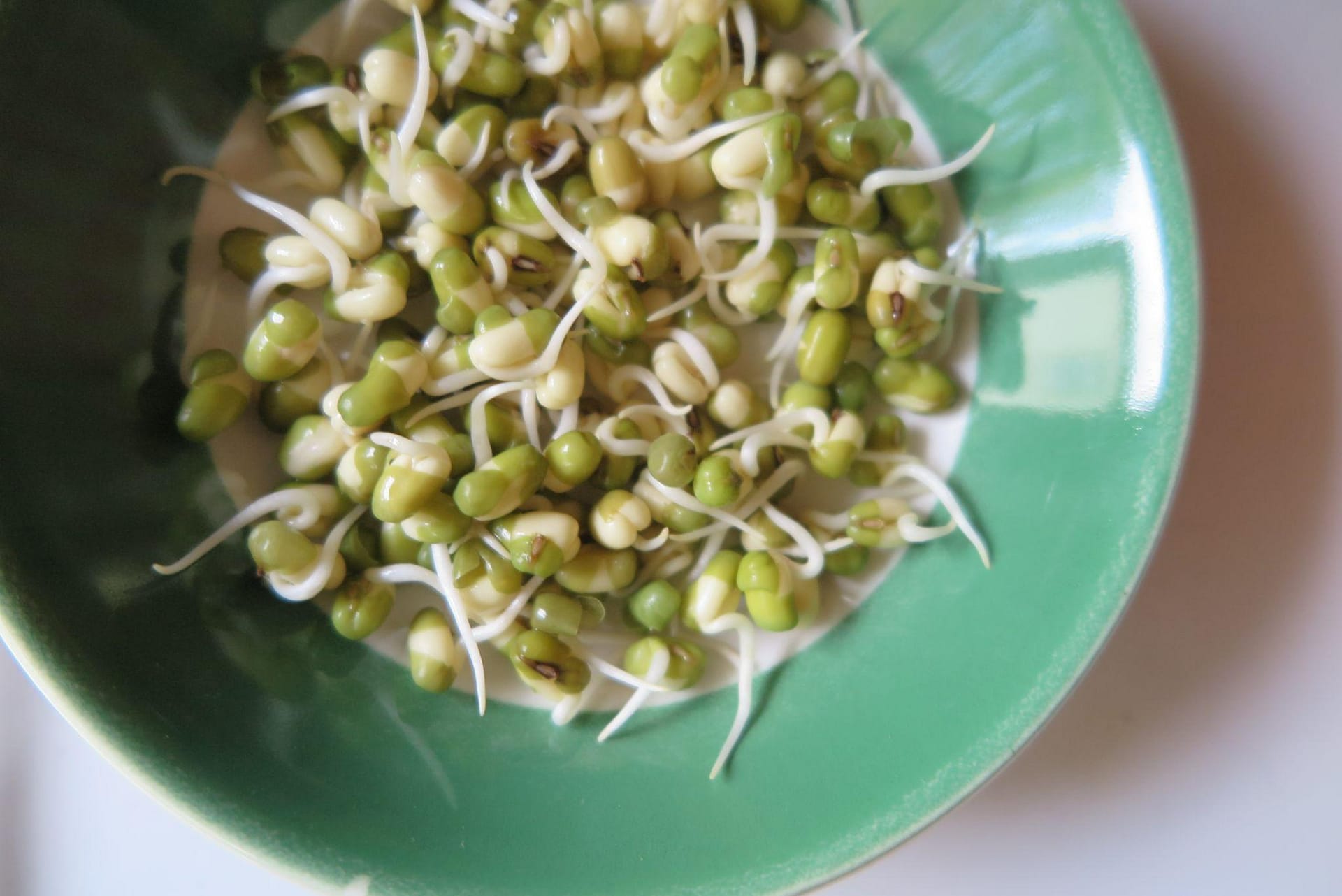 A seafoam green bowl with sprouted mung beans inside